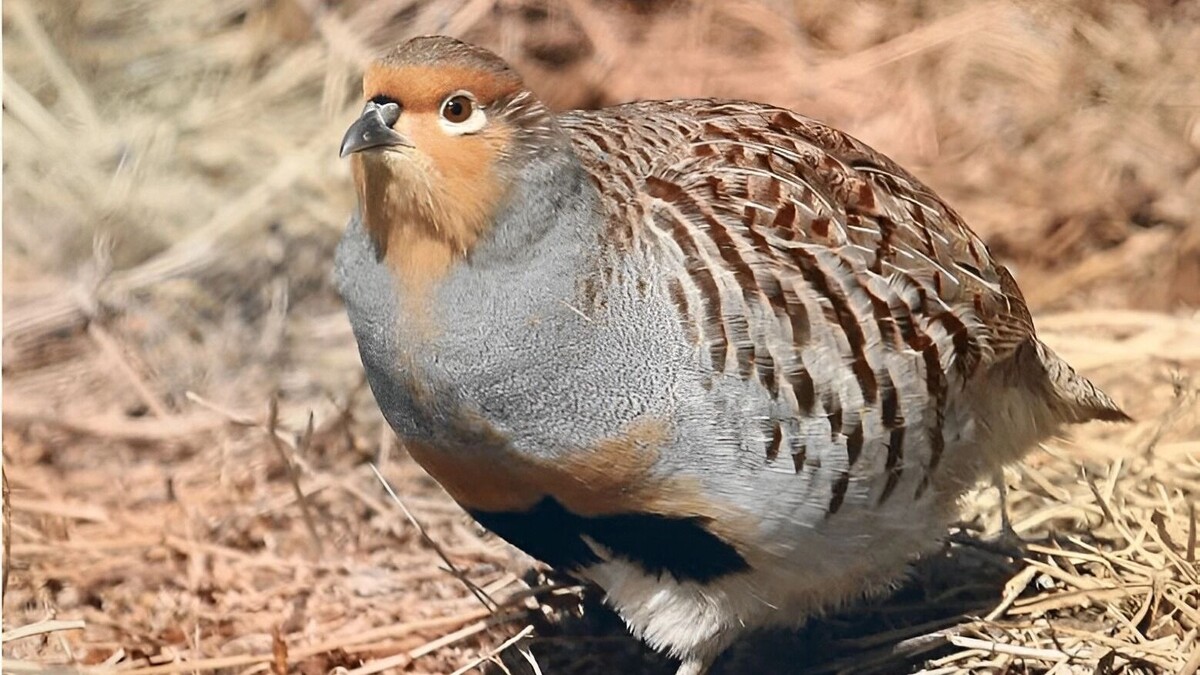    маньчжурская бородатая куропатка   freepik.com