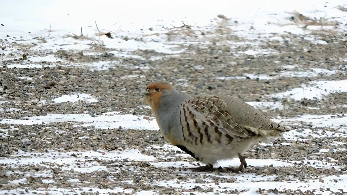    маньчжурская бородатая куропатка   freepik.com