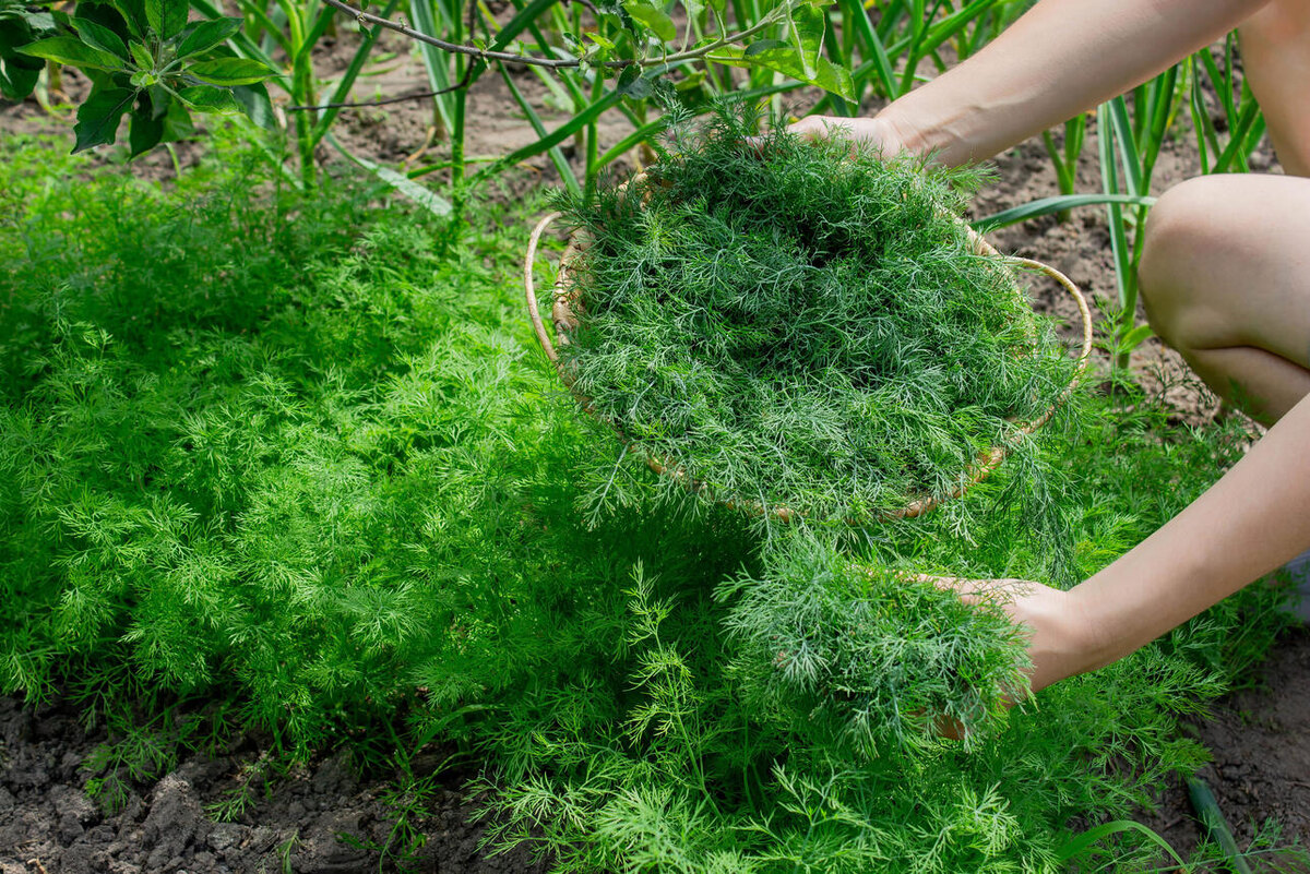    Укроп 123RF/legion-media.ru