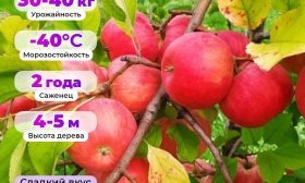 Листайте вправо, чтобы увидеть больше изображений