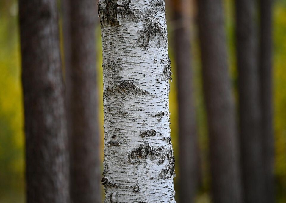    Patrick Pleul/dpa / www.globallookpress.com