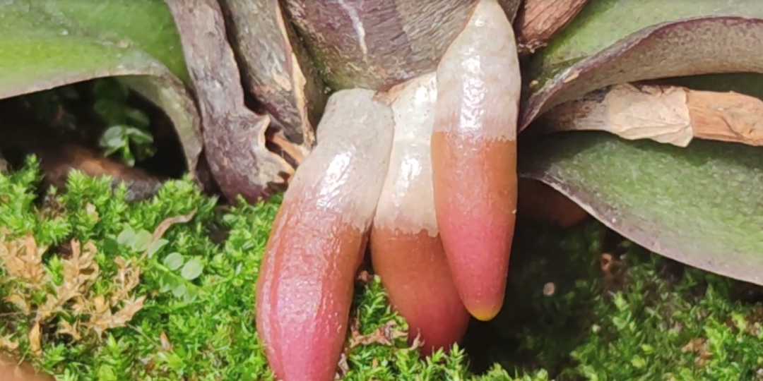 СОЛЕВОЙ ЗАТОР! Когда ваша орхидея умирает от жажды, стоя по колено в воде.