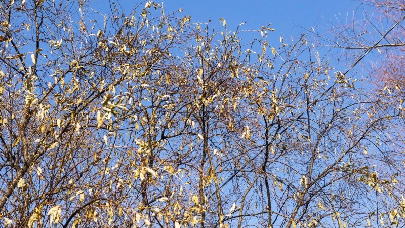     Серебристая верба в Барнауле Анна Зайкова