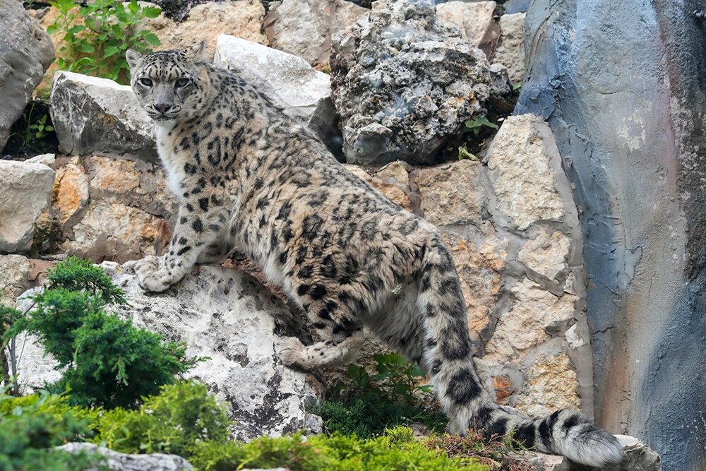    Снежный барс в Московском зоопарке. Фото: АГН Москва/ Василий Кузьмиченок