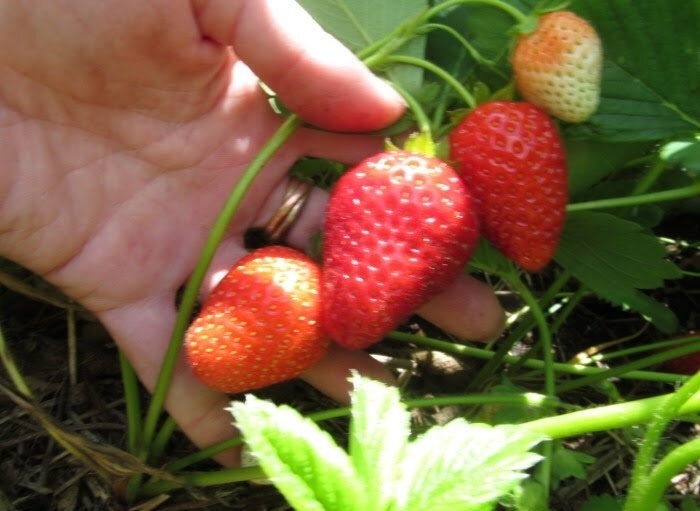 Про клубнику: агроном сказал облегчить жизнь весной, не солить и не стричь листья. И я не прогадала: цветоносы с карандаш, ягоды - ведрами