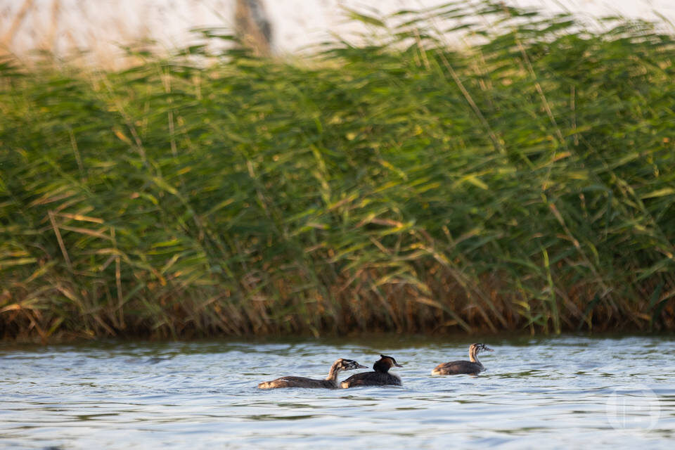    Фото: Данил Савченко / "Городские вести"