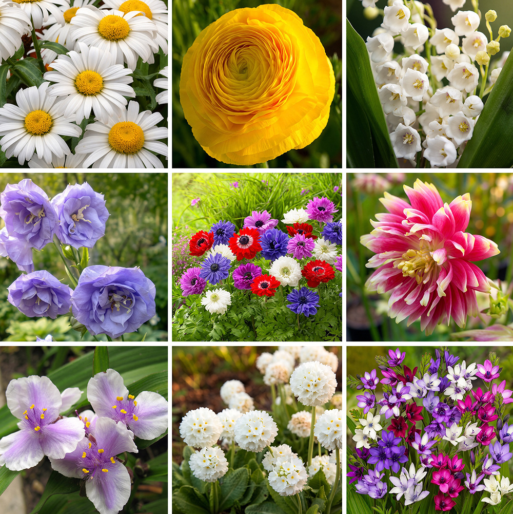 Цветы многолетние