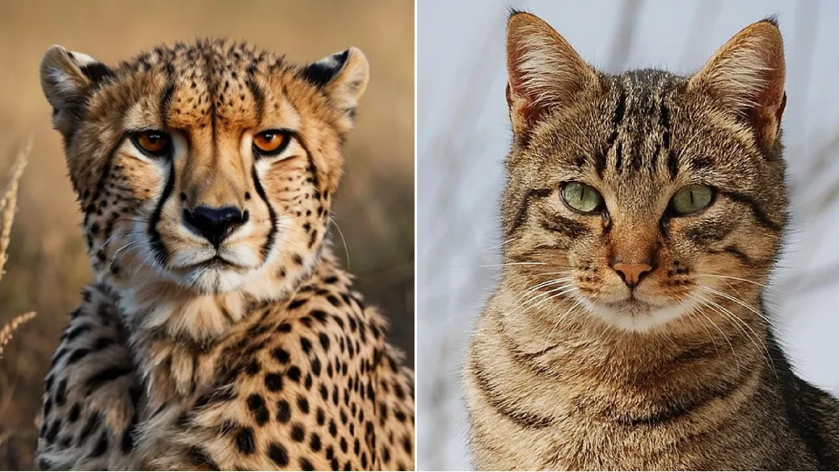 Гепард и кот