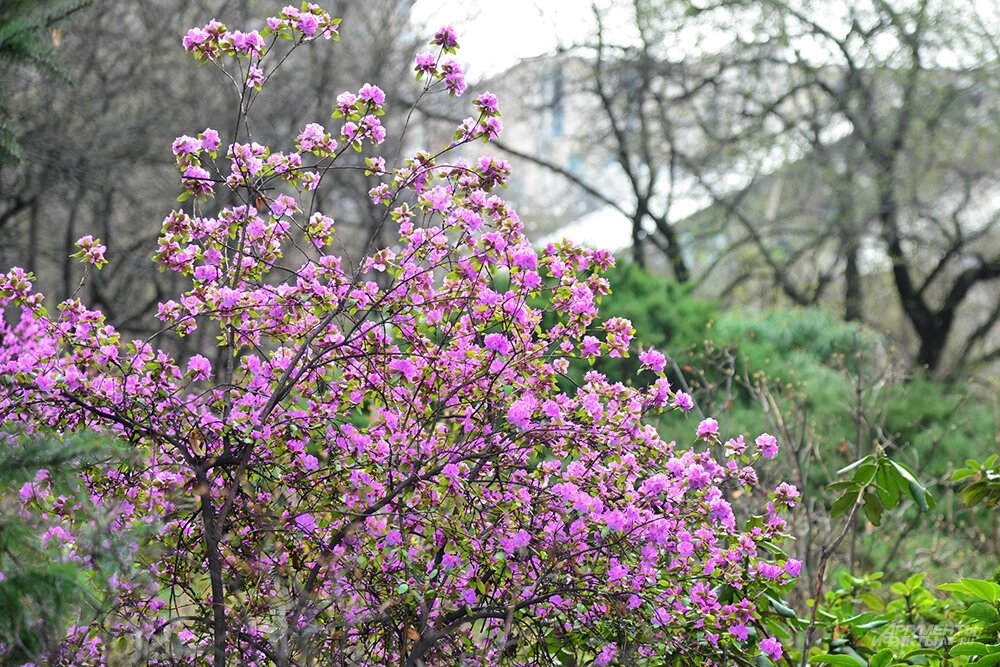    Цветение Сакуры в Москве. Фото: АиФ/ Эдуард Кудрявицкий