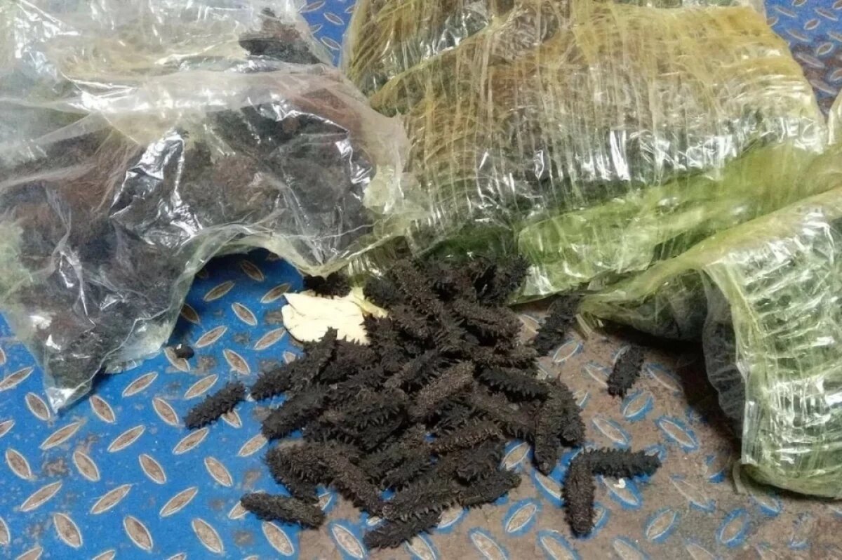    Организованную группу по контрабанде трепанга в Китай задержали в Приморье