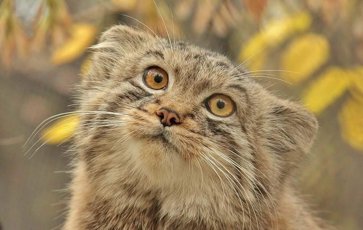 Кот манул