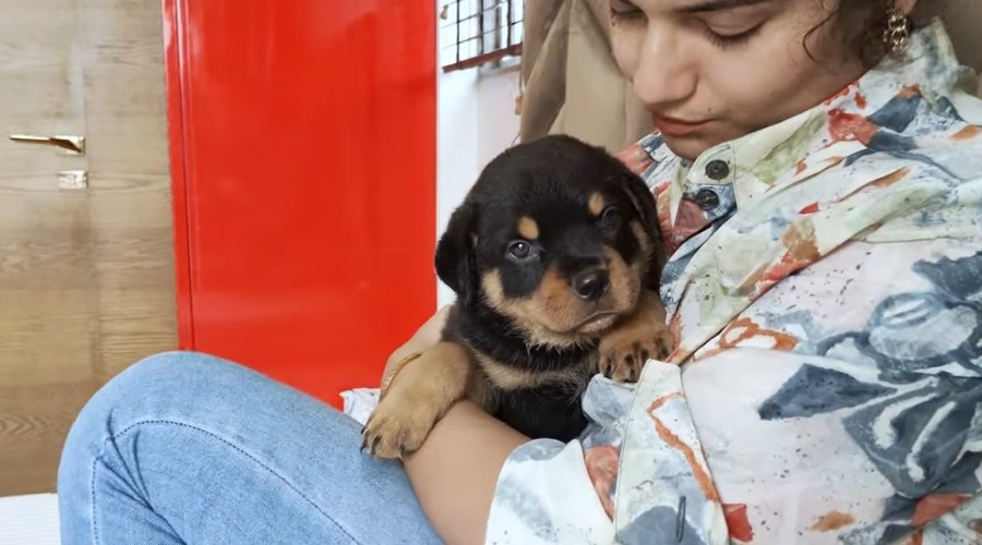 5 принципиальных шагов по воспитанию щенка ротвейлера, которые дали результат