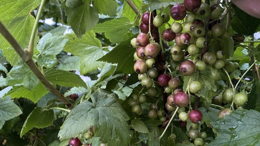    Фото Анастасии Дмитриевой