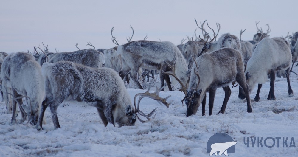 Фото: ИА "Чукотка" 