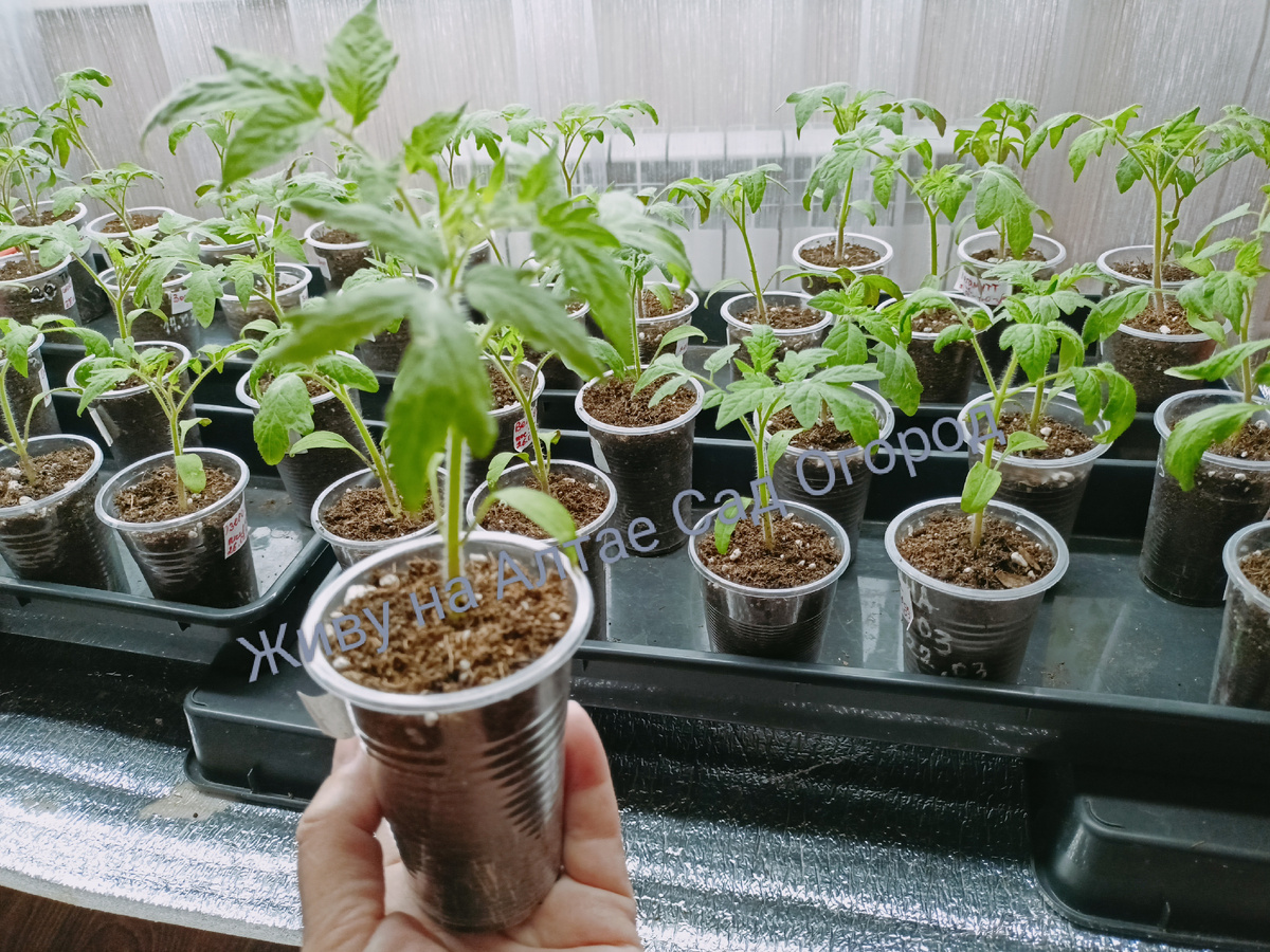 Рассада высокорослых томатов на 23 марта, всходы 1.03