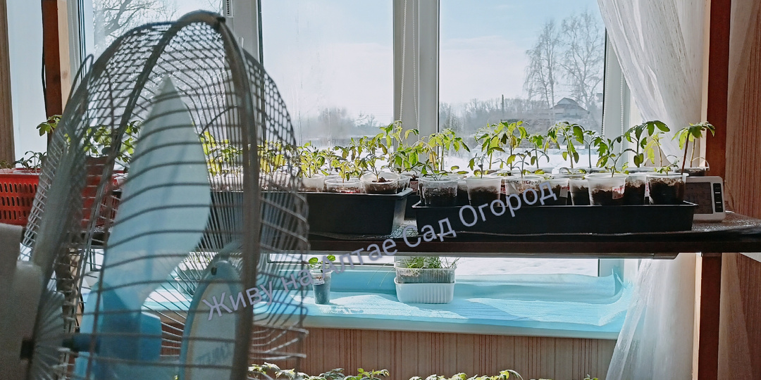 Рассада в квартире, важные мелочи