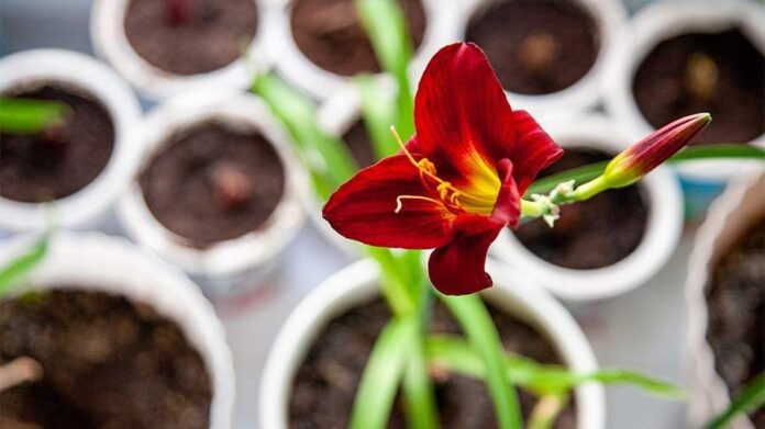    Световой диктат: Как ИИ-алгоритмы спасли домашнюю флору от вымирания, а котов — от авитаминоза.