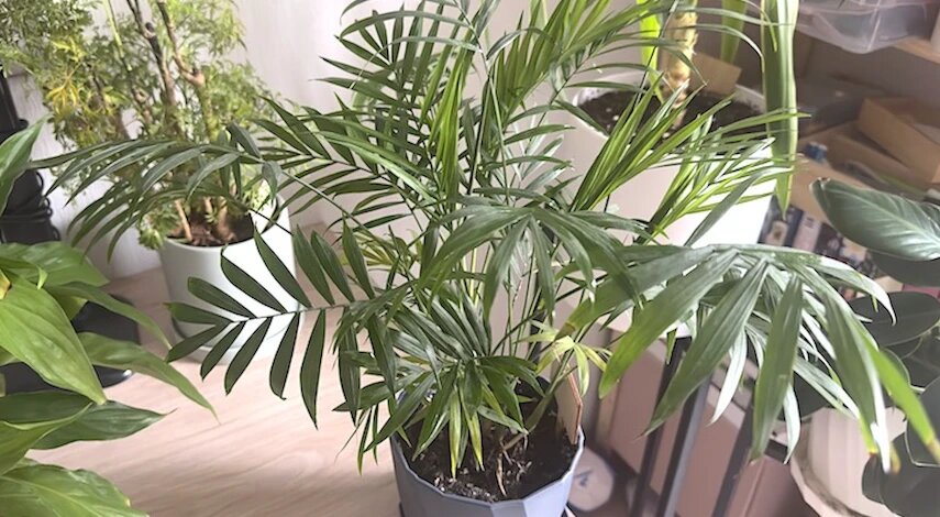 Подкормка комнатных растений в апреле: чем удобрять цветы весной после зимы