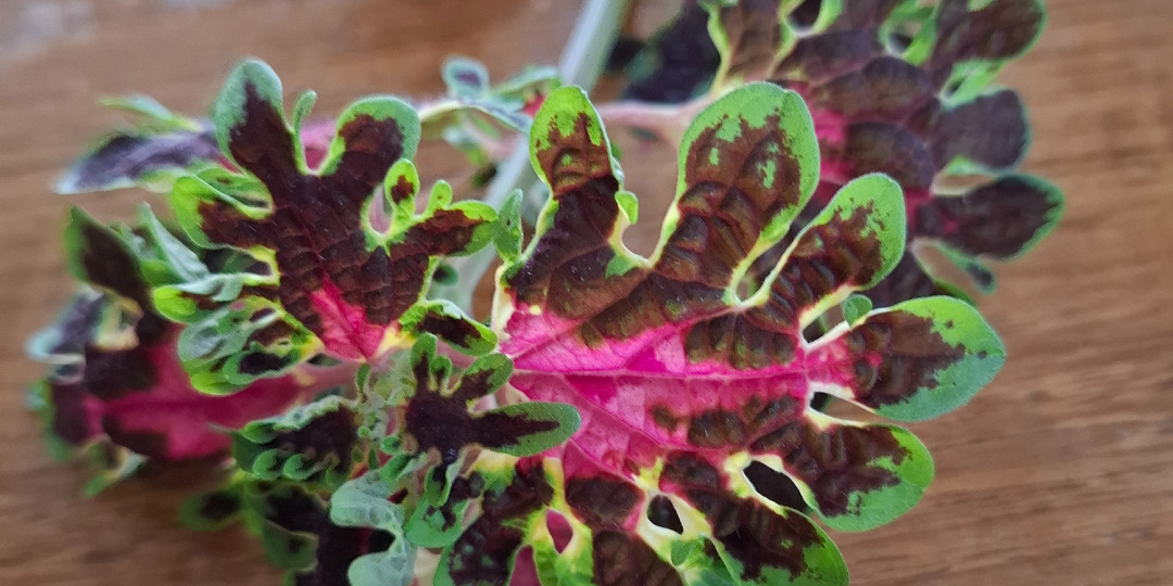 Вес снижается, приобретение новых колеусов