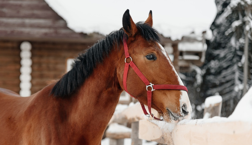 Фото: Shutterstock/FOTODOM/ Anton Pentegov