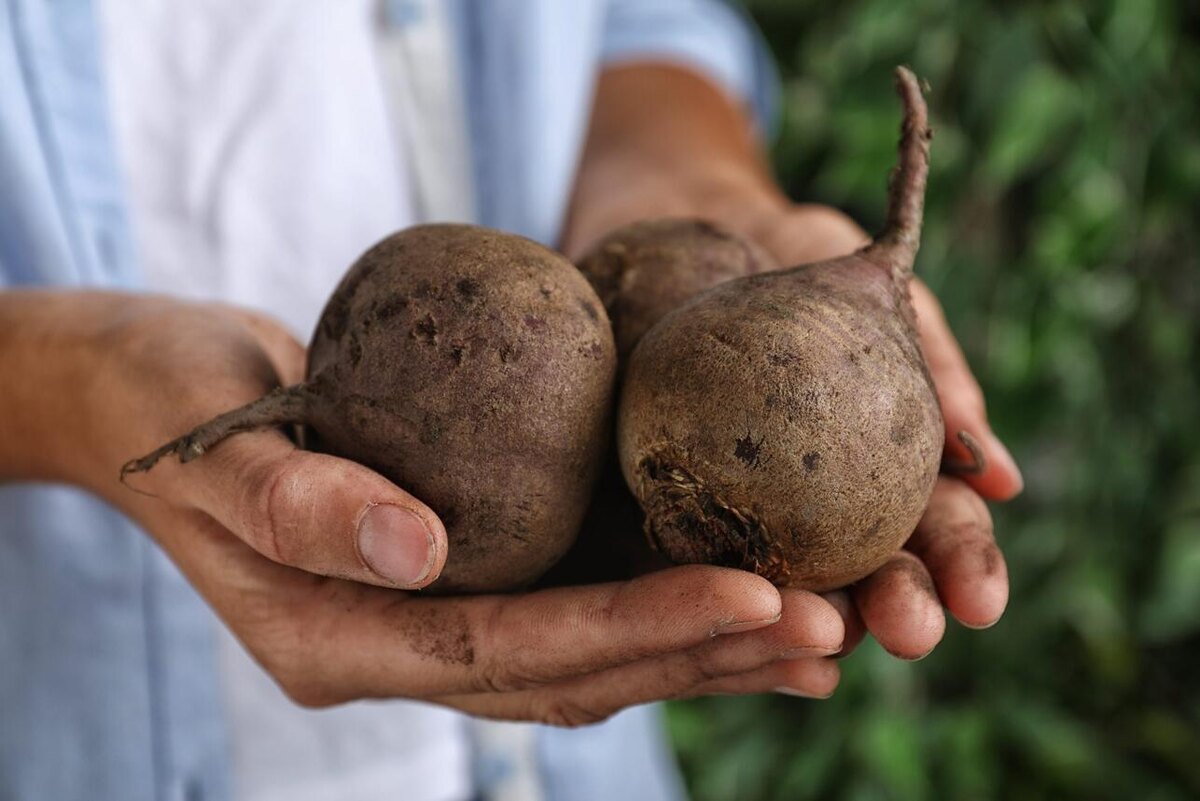    Свеклу можно сварить втрое быстрее 123RF/legion-media.ru