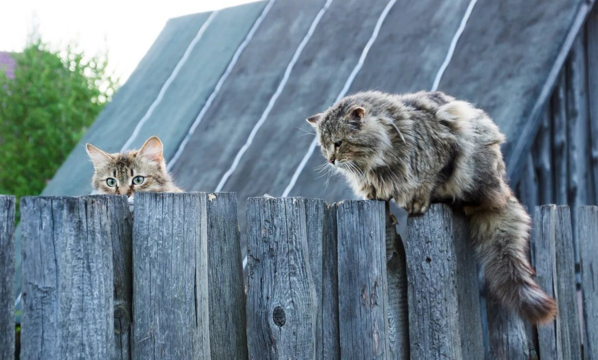 Коты.