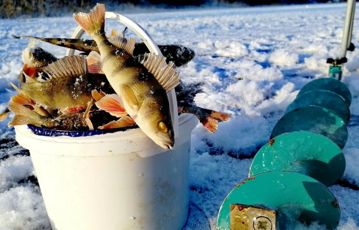 Охота за полосатым хищником: стратегия и тактика ловли окуня в завершающий период ледостава