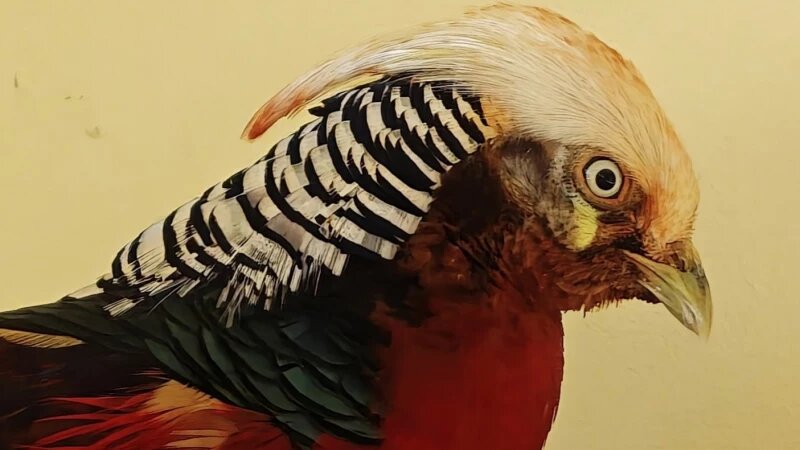     Золотой фазан в «Лесной сказке». Барнаульский зоопарк