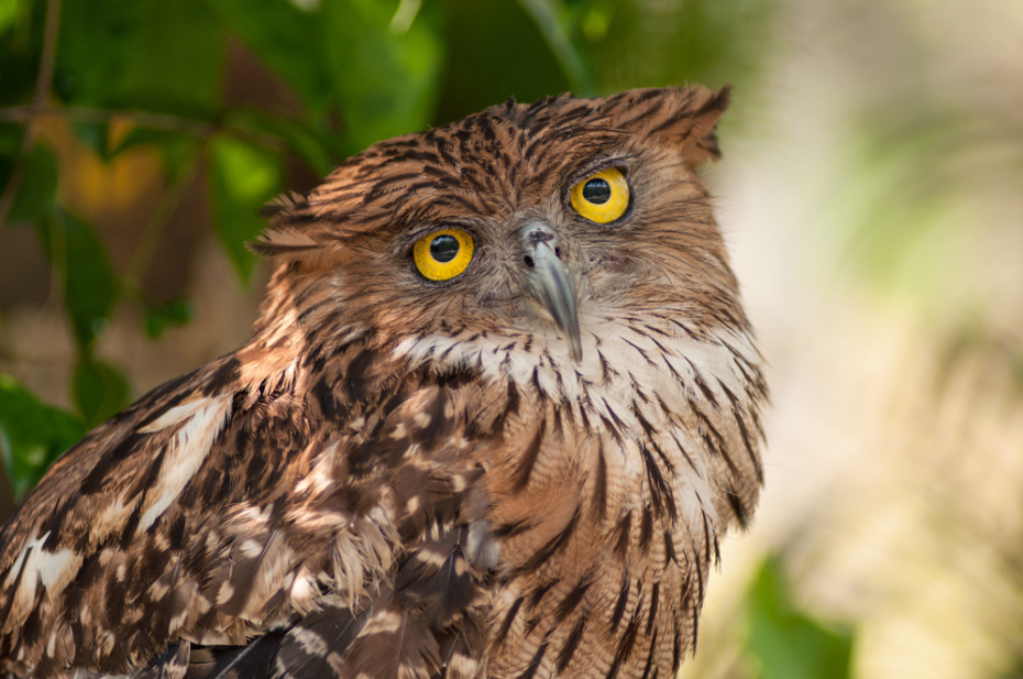    Shutterstock/FOTODOM