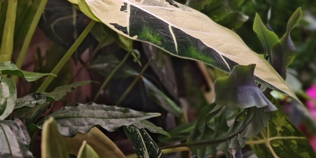 Почему комнатные растения лучше ставить группами: микроклимат, удобство и красота