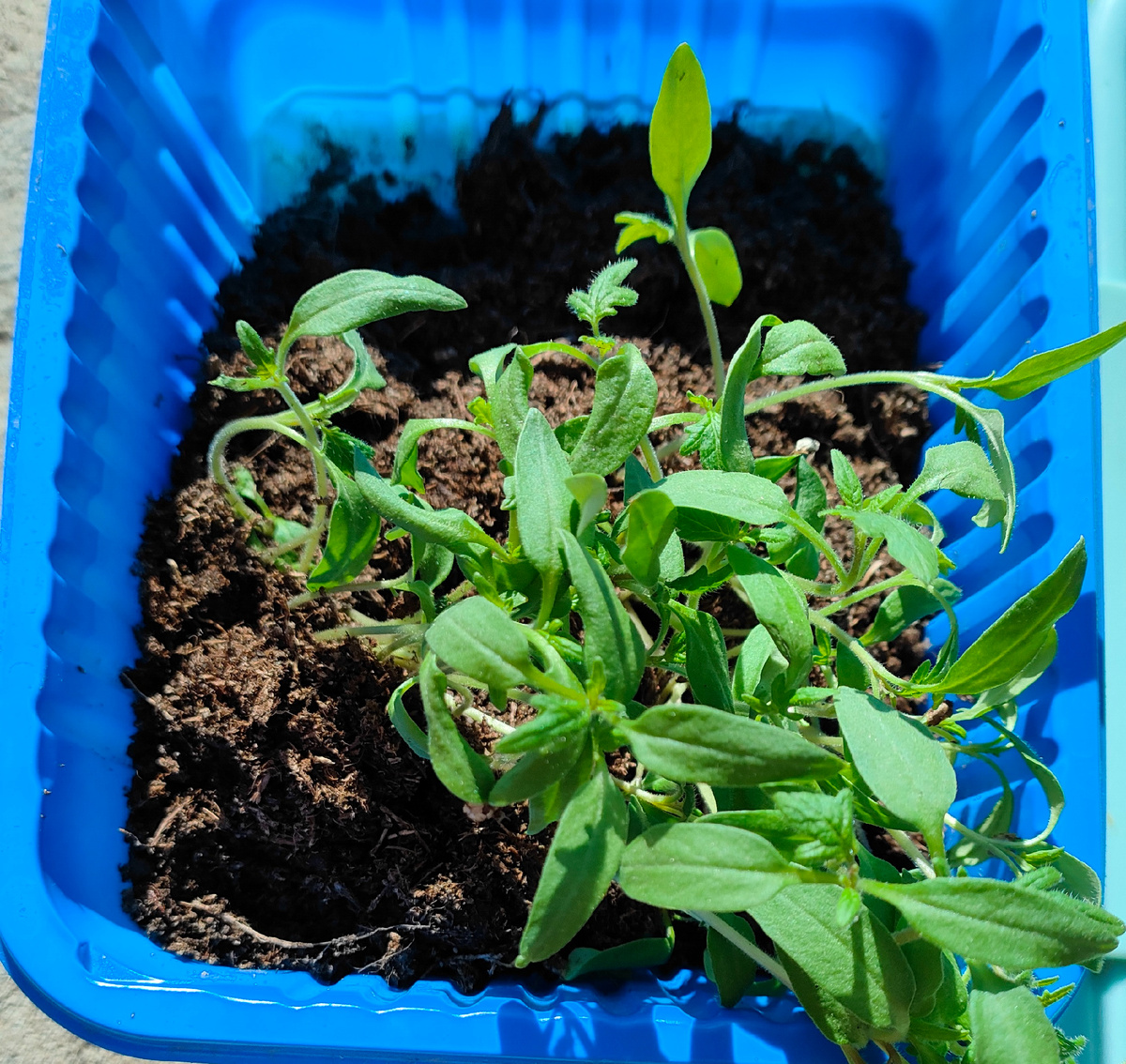 23.03.26 Рассада помидор