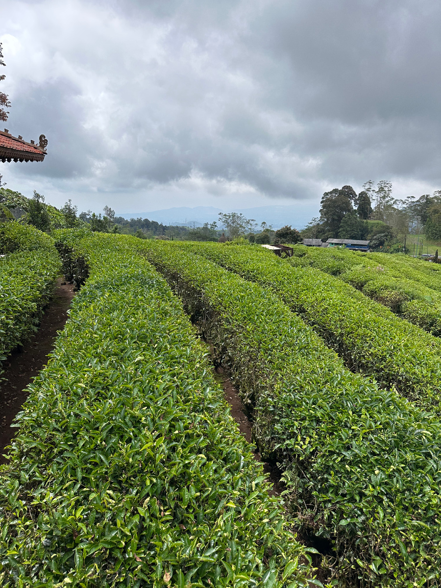 Ровно общипанные кусты