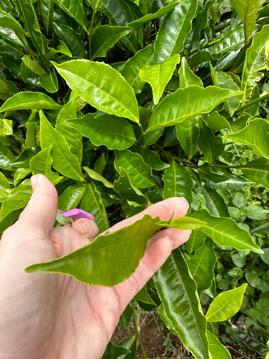 Вот из этих верхушек делают местный желтый чай 