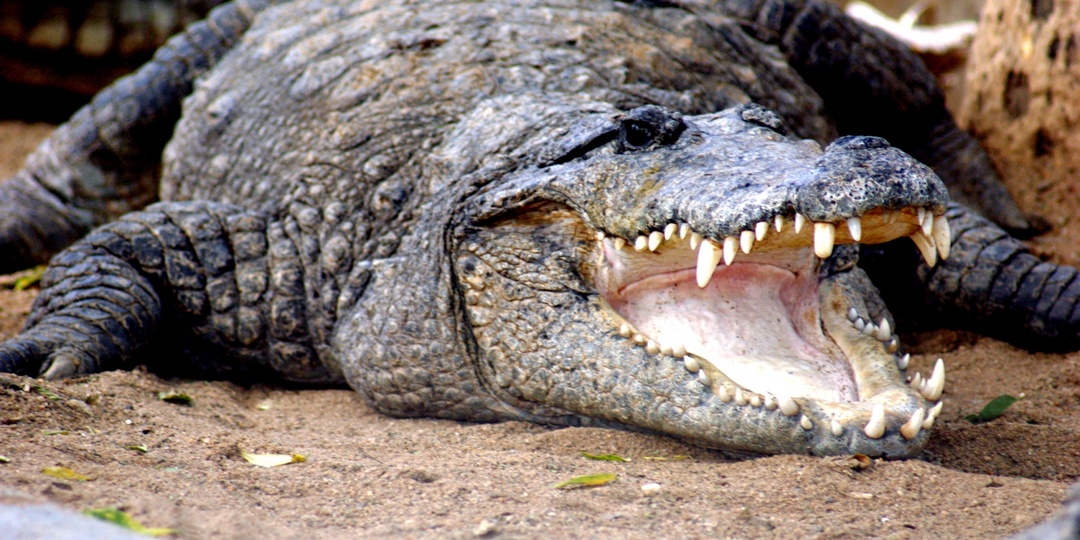 На Шри-Ланке через четыре часа нашли живой девочку, которую утащил крокодил