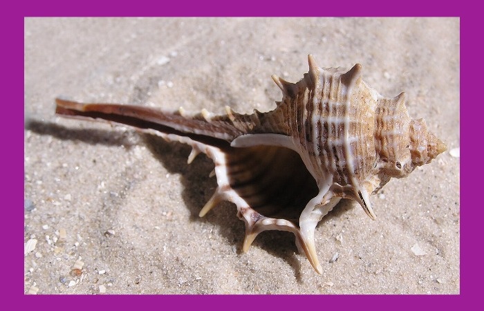 Улитка мурекс, из которой делали пурпурный краситель - тирский пурпур.