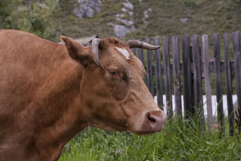 «Тоже сдались». О полном уничтожении скота заявили жители сибирского села