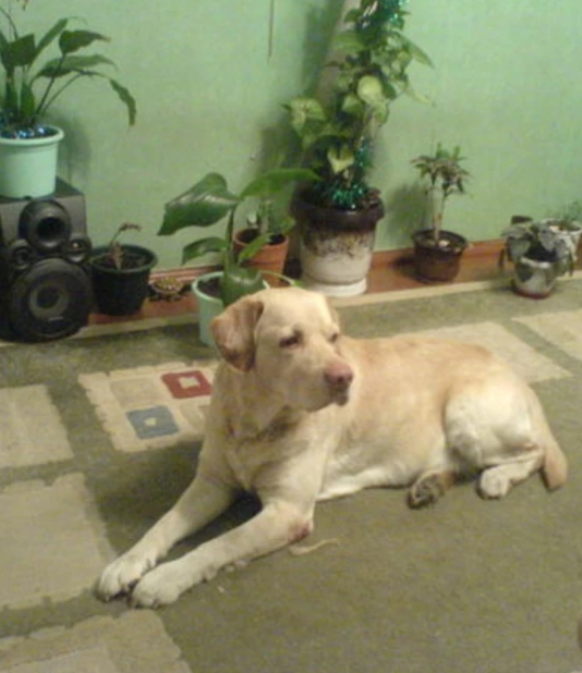 Интеллект и мудрость, в шерстяном облике