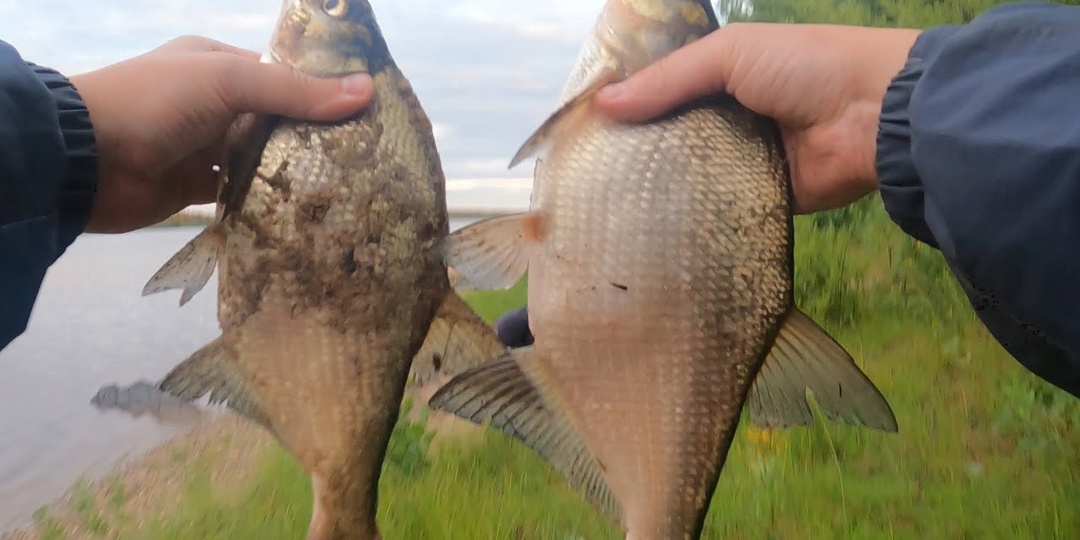 10 секретов ловли леща после схода льда весной!