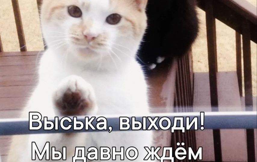 Кото мемы новая подборка