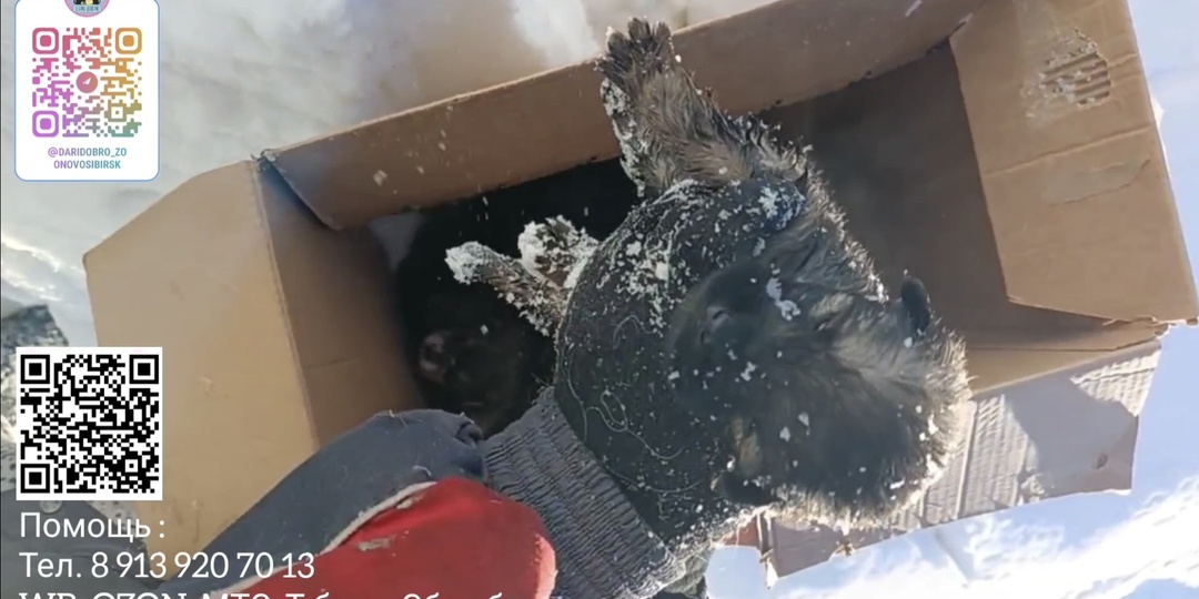 История маленького щенка Рэя. Сквозь холод и предательство он искал спасение.