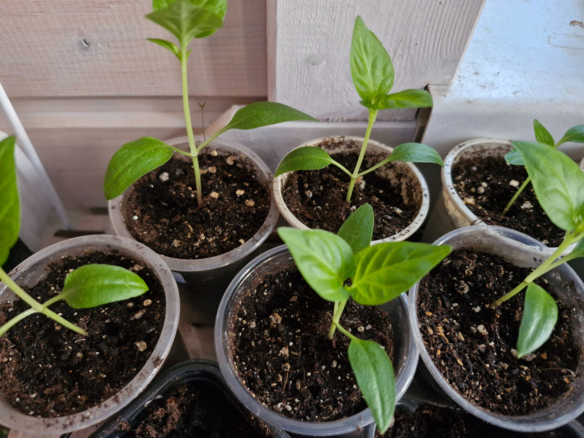 Перчик Валентина