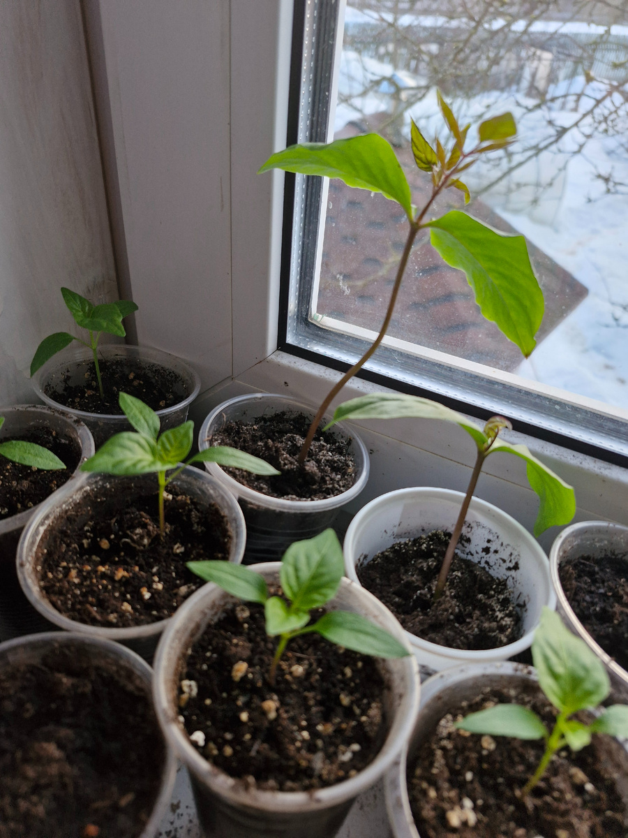 Кобея и перчики Калифорнийское чудо