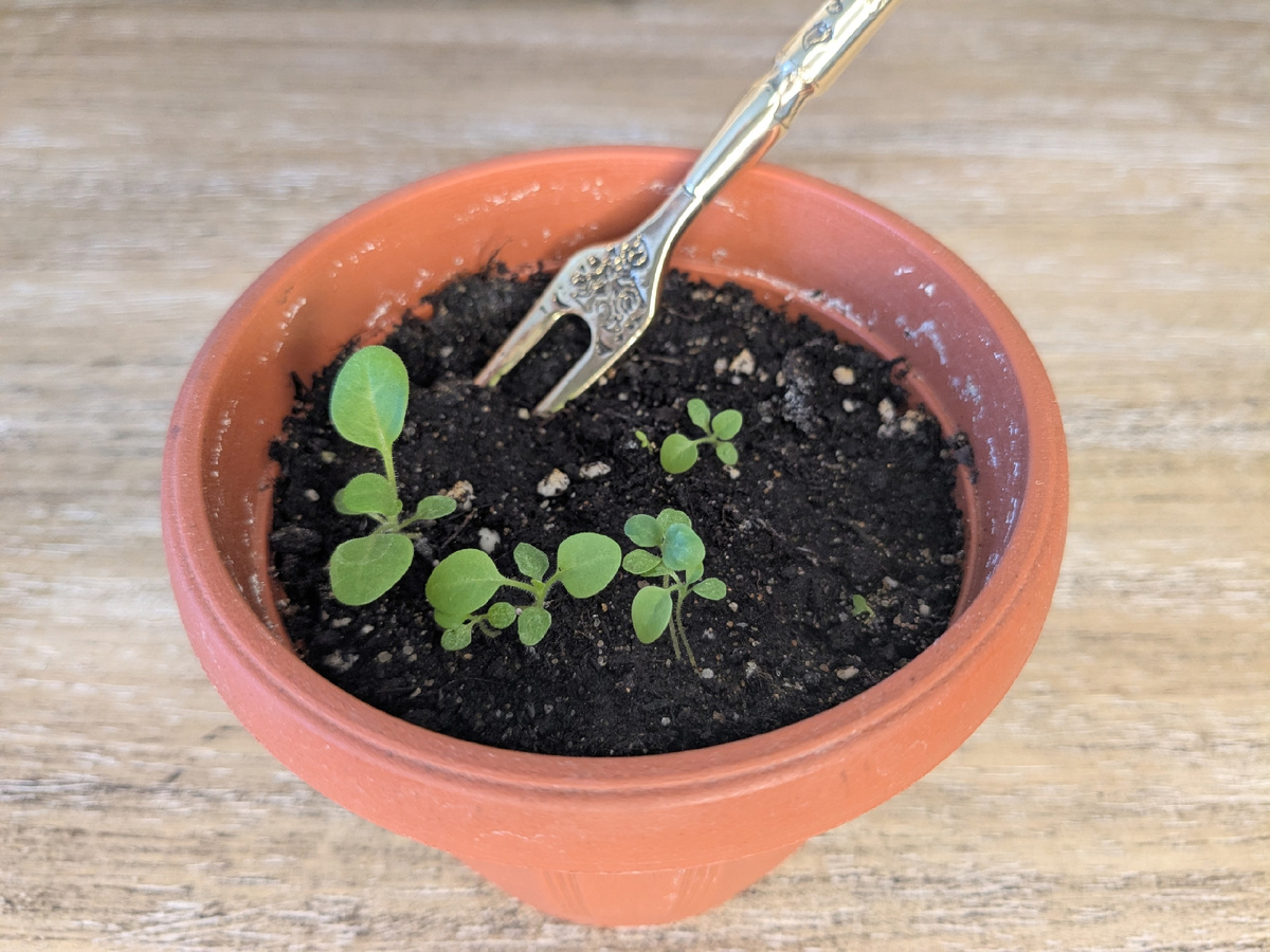 Всходы петунии