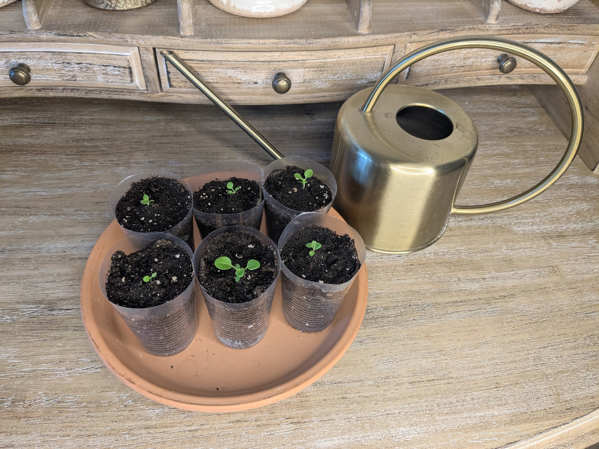 Лейка с узким длинным носом не даст загубить посевы