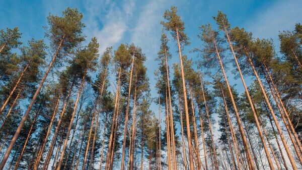    © Sputnik / Игорь Подгорный