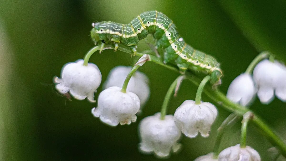    Источник: vm.ru/ Иван Гаврилов