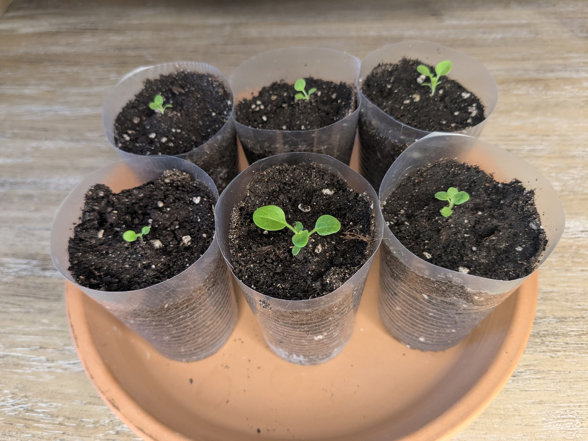 Так выглядела петуния Opera White в день пикировки