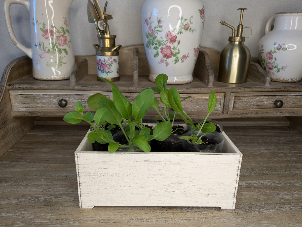 Петуния, посев 5 марта