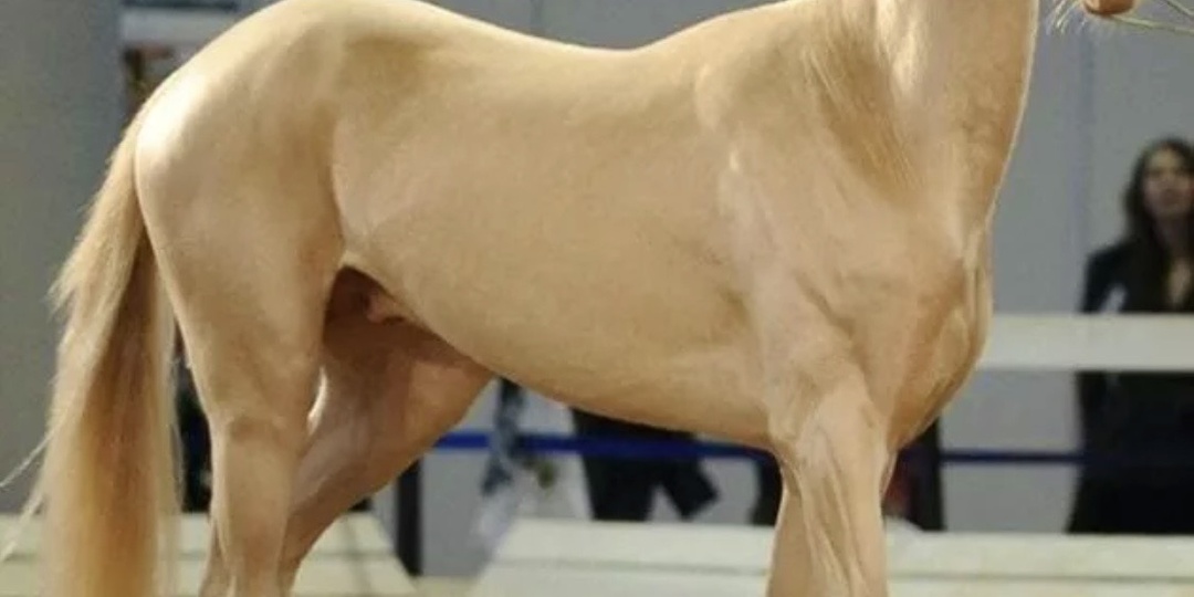 Золотой конь пустыни: тайна ахалтекинской породы