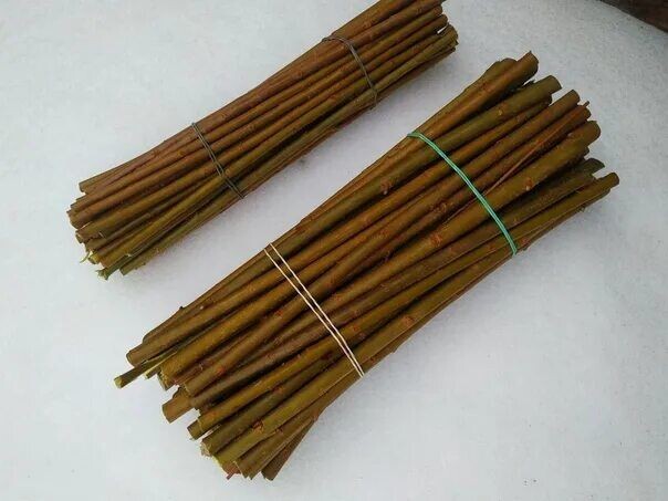 Черенки ивы ломкой (ракита).